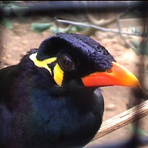 Hill mynah