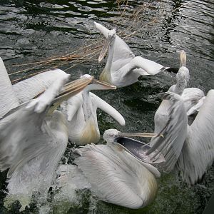 Dalmatian pelican