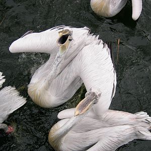Dalmatian pelican
