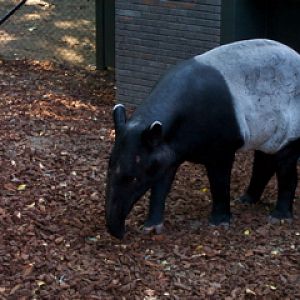 Malayan tapir