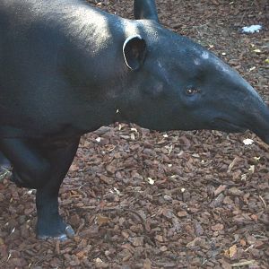 Malayan tapir