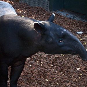 Malayan tapir