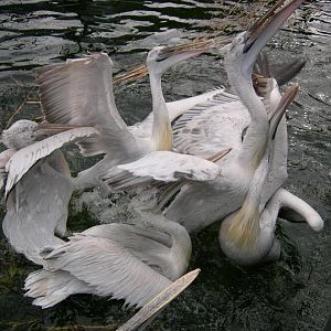 Dalmatian pelican