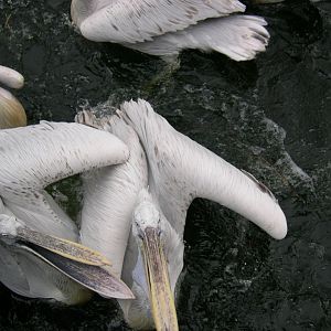 Dalmatian pelican