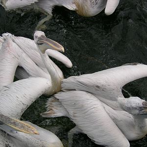 Dalmatian pelican