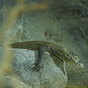 Komodo dragon