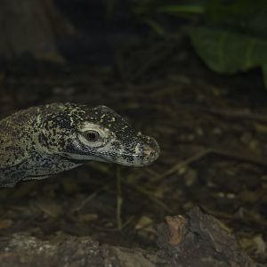 Komodo dragon