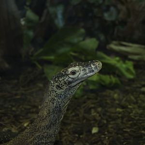 Komodo dragon