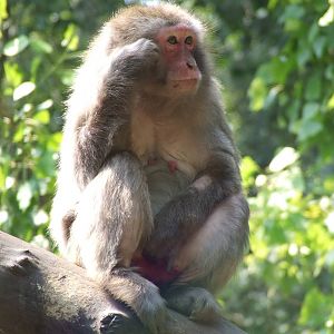 "The Thinker" @ Abony Zoo, Hungary