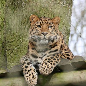 Amur Leopard, Marwell Wildlife