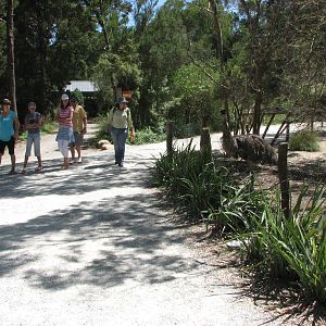 Healesville Sanctuary - Emu enclosure