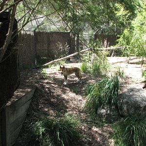 Healesville Sanctuary - Dingo enclosure