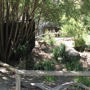 Healesville Sanctuary - Dingo enclosure