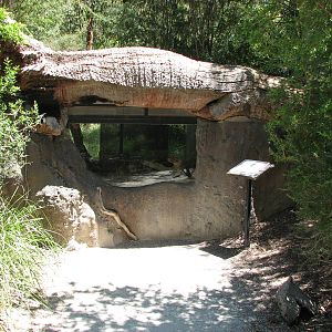 Healesville Sanctuary - Brown Snake exhibit?