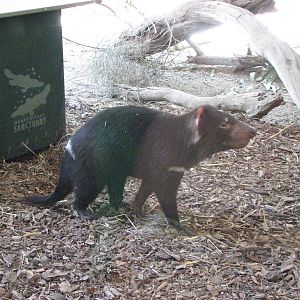 Healesville Sanctuary - Tasmanian Devil