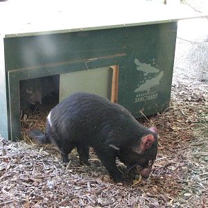 Healesville Sanctuary - Tasmanian Devil