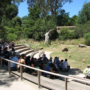 Healesville Sanctuary - Birds of Prey show