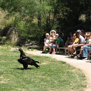 Healesville Sanctuary - Birds of Prey show