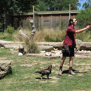Healesville Sanctuary - Birds of Prey show