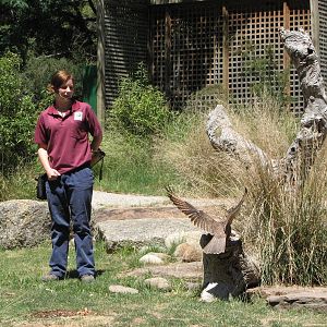 Healesville Sanctuary - Birds of Prey show