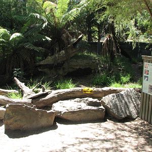 Healesville Sanctuary - Secondary exhibit for Tasmanian Devil