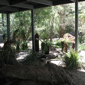 Healesville Sanctuary - Primary exhibit for Tasmanian Devil