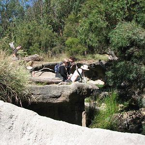 Healesville Sanctuary - Goana exhibit?
