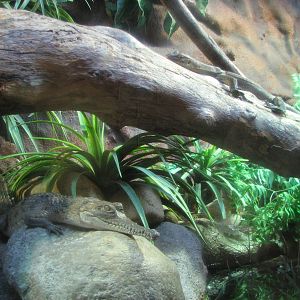 Healesville Sanctuary - Small Freshwater Crocodile
