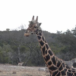 Rothschild's Giraffe