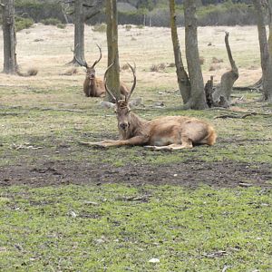 Red Deer