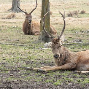 Red Deer