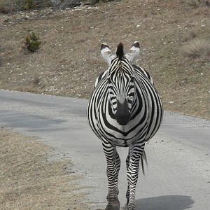 Grant's Zebra