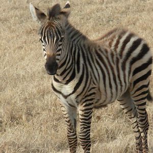 Grant's Zebra