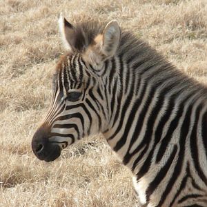 Grant's Zebra