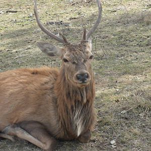 Red Deer