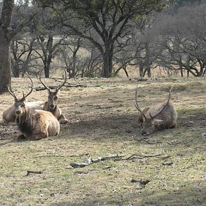 Red Deer