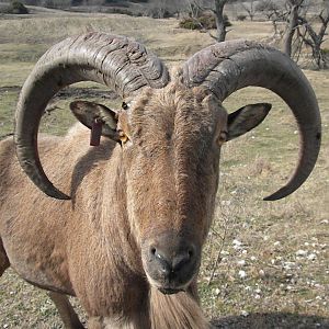 Aoudad