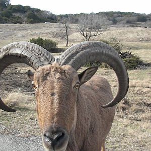 Aoudad