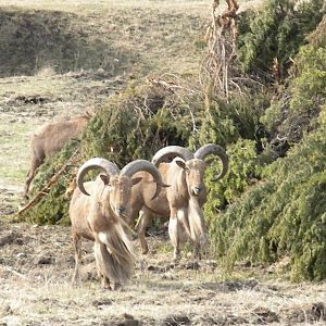 Aoudad