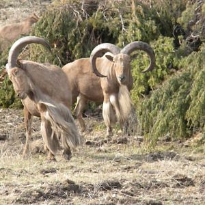 Aoudad