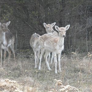 Fallow Deer