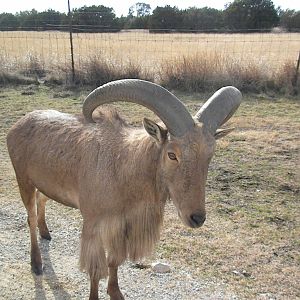 Aoudad