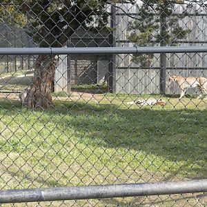Cheetah Breeding Center