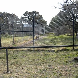 Cheetah Breeding Center