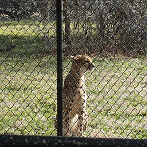 Cheetah Breeding Center