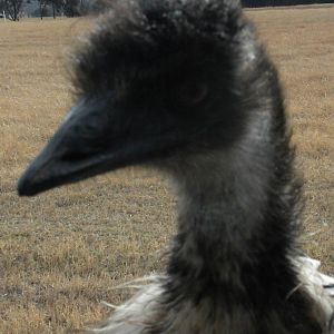 Emu