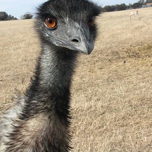 Emu