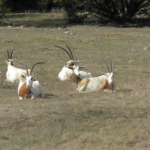 Scimitar-Horned Oryx