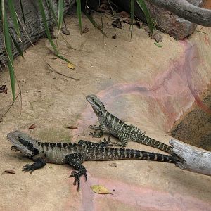 Kuranda Koala Gardens - Eastern Water Dragons