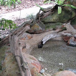 Kuranda Koala Gardens - Mixed Eastern Water Dragon and Scrub Python